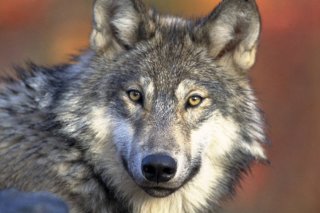 Le collier anti-loups diffuse des phéromones pour éloigner le canidé d'un troupeau (archives).